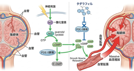 タダラフィルがPDE-5を阻害し、海綿体への血流を増加させるメカニズム図解